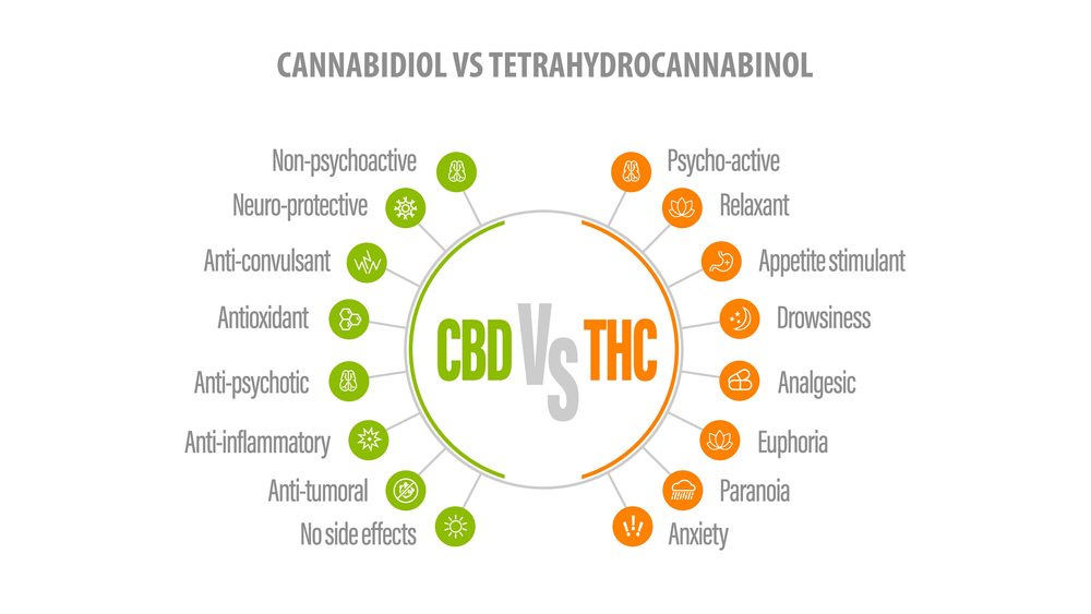 Beginner’s Guide to CBD and THC