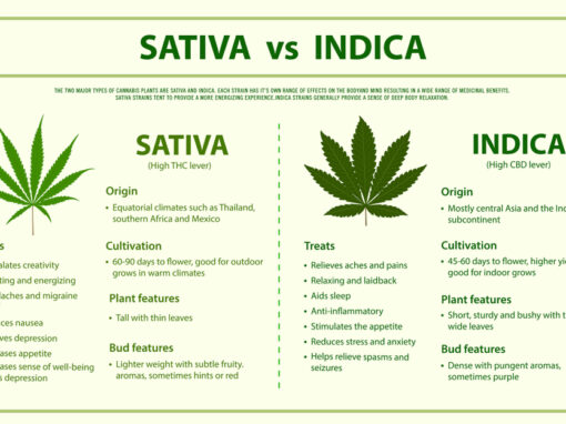 Cannabis Cultivars: Indica vs Sativa vs Hybrid