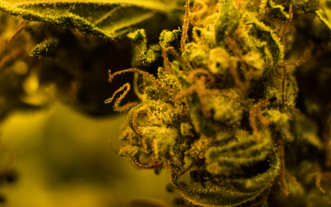 Feel The Force: The Skywalker OG Strain