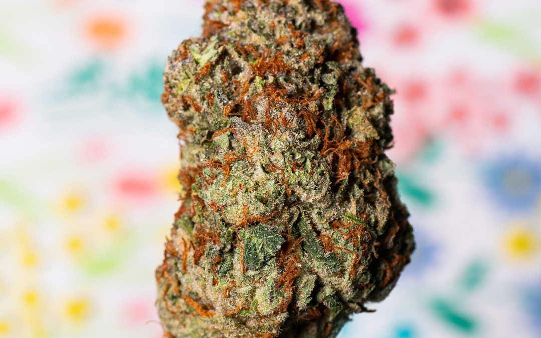 Exploring The Sweet World Of The Apple Fritter Strain